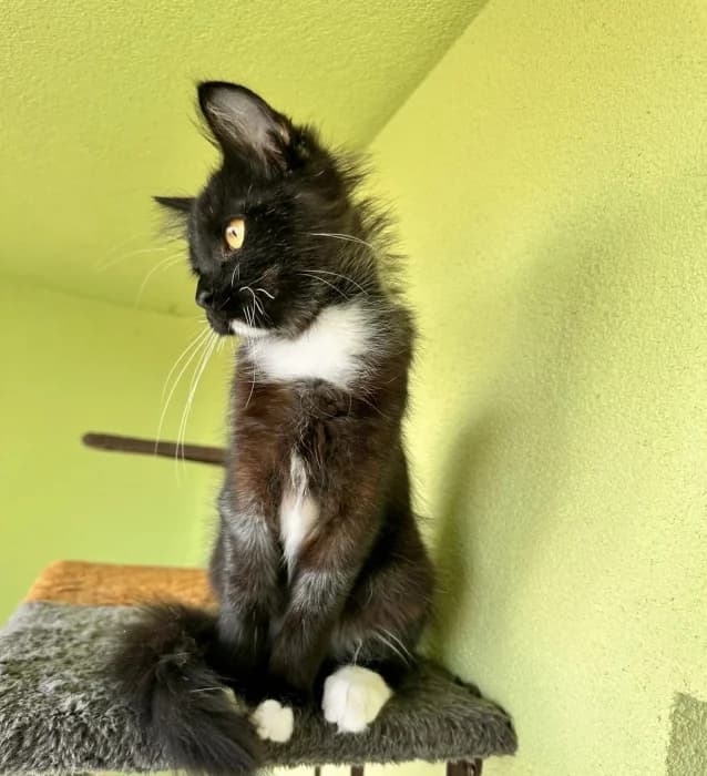 Daržiukas,  Mixed Breed for adoption at Beglobis — photo 6 of 6