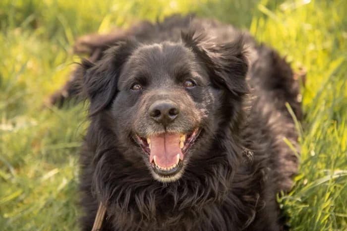 Vulkanas,  Mixed Breed for adoption at Beglobis