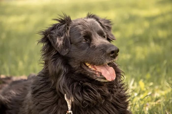 Vulkanas,  Mixed Breed for adoption at Beglobis — photo 2 of 6