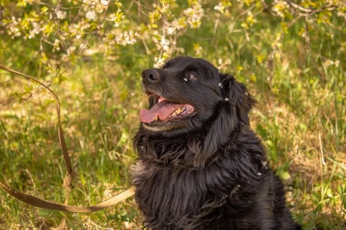 Vulkanas,  Mixed Breed for adoption at Beglobis — photo 3 of 6