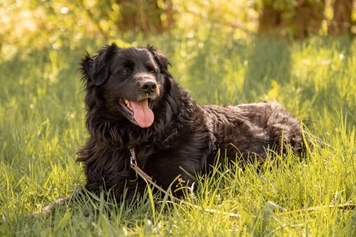 Vulkanas,  Mixed Breed for adoption at Beglobis — photo 5 of 6