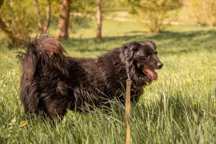 Vulkanas,  Mixed Breed for adoption at Beglobis — photo 6 of 6