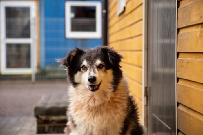 Šeltis,  Mixed Breed for adoption at Beglobis