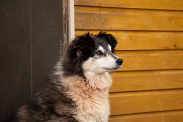 Šeltis,  Mixed Breed for adoption at Beglobis — photo 2 of 6