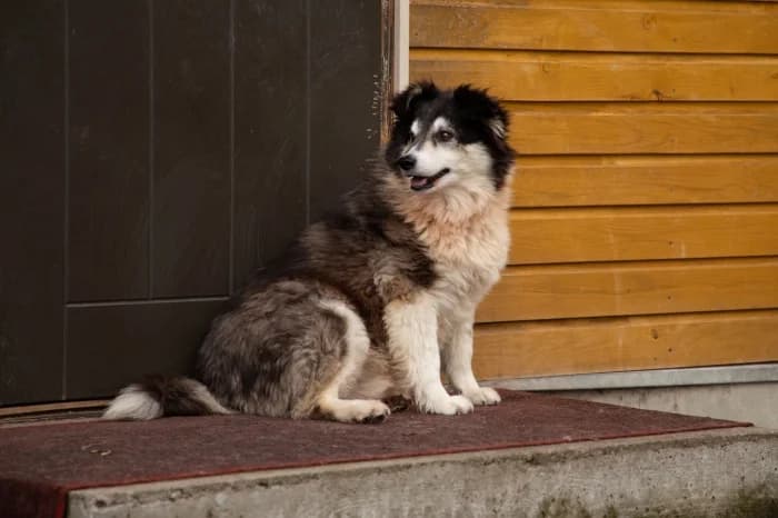 Šeltis,  Mixed Breed for adoption at Beglobis — photo 3 of 6