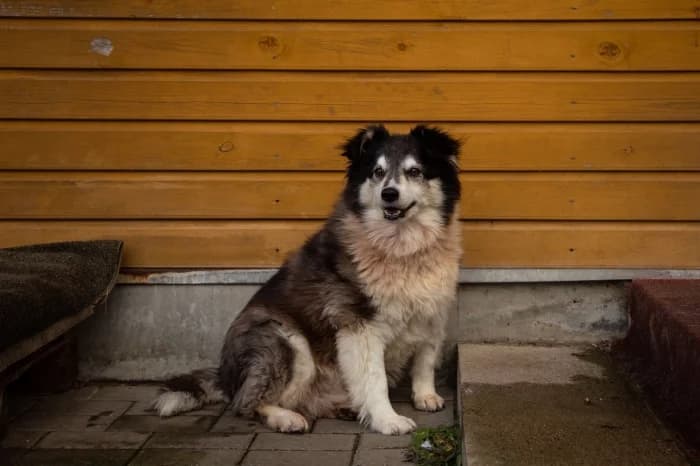 Šeltis,  Mixed Breed for adoption at Beglobis — photo 4 of 6