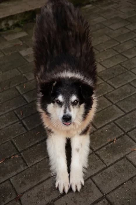 Šeltis,  Mixed Breed for adoption at Beglobis — photo 5 of 6