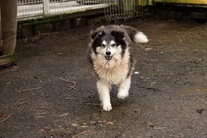 Šeltis,  Mixed Breed for adoption at Beglobis — photo 6 of 6