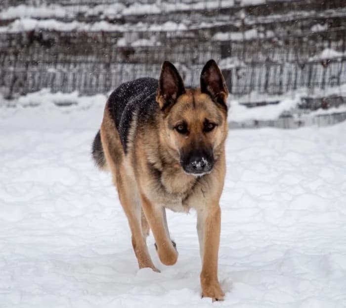 Zaira, female mixed breed for adoption at Beglobis