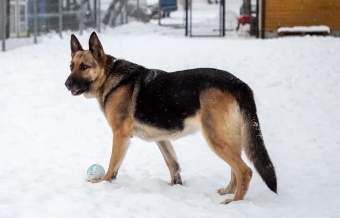 Zaira, female mixed breed for adoption at Beglobis — photo 2 of 6