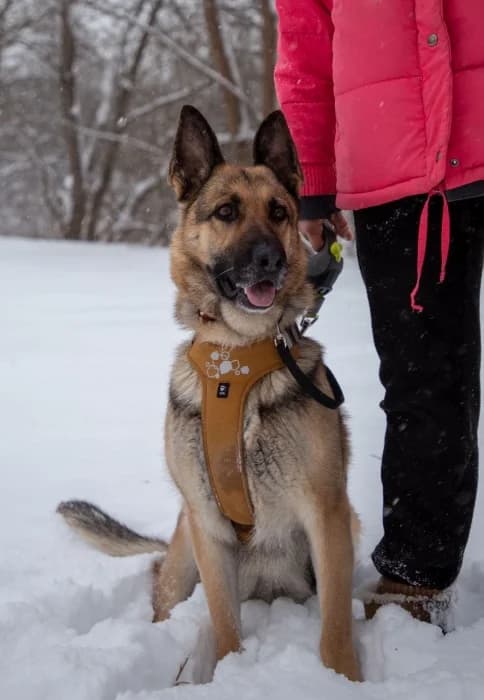 Zaira, female mixed breed for adoption at Beglobis — photo 3 of 6