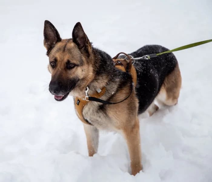 Zaira, female mixed breed for adoption at Beglobis — photo 4 of 6