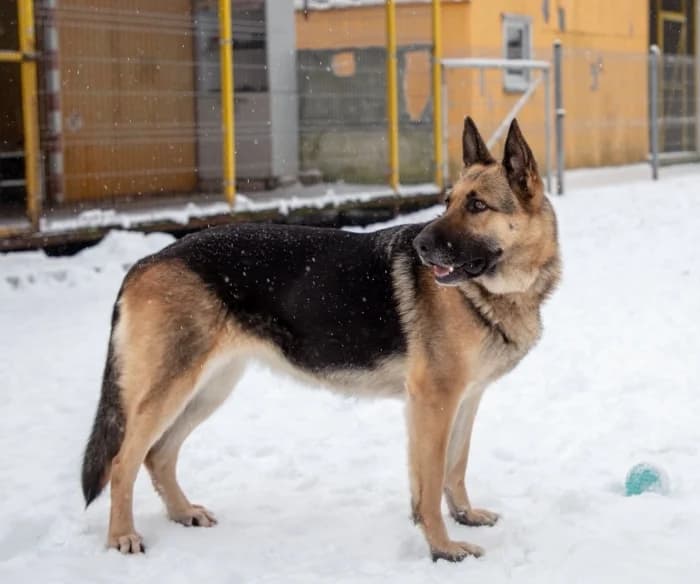 Zaira, female mixed breed for adoption at Beglobis — photo 5 of 6