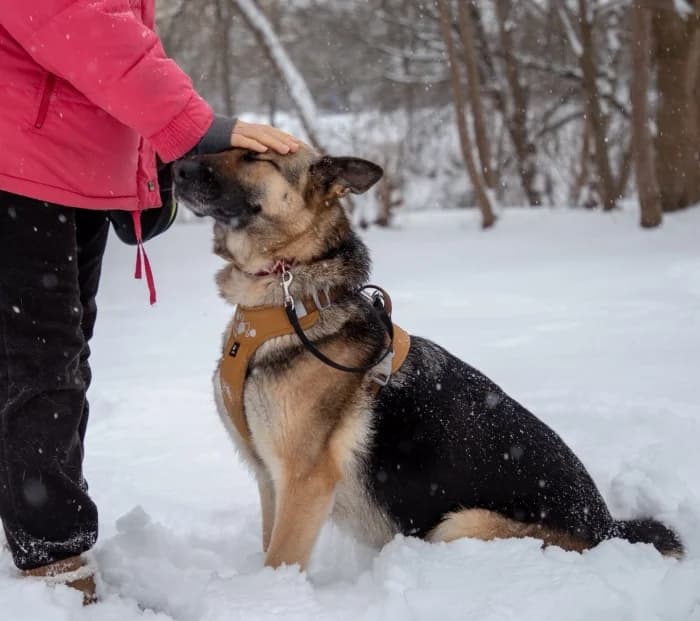 Zaira, female mixed breed for adoption at Beglobis — photo 6 of 6