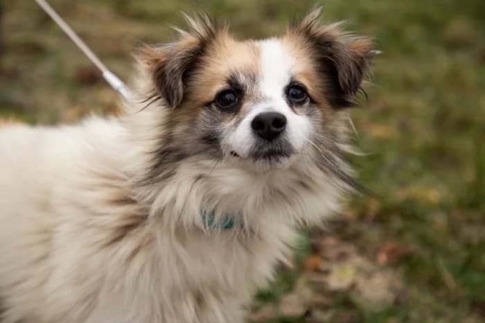 Jiozikas, 3yo Mixed Breed for adoption at Beglobis