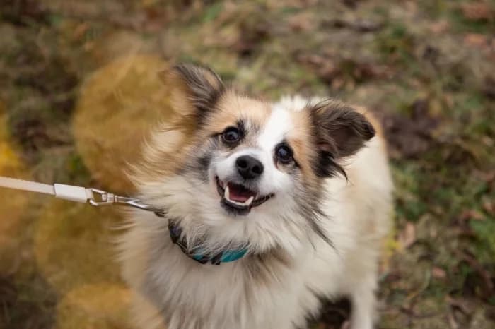 Jiozikas,  Mixed Breed for adoption at Beglobis — photo 2 of 6