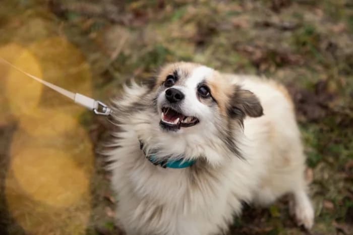 Jiozikas,  Mixed Breed for adoption at Beglobis — photo 3 of 6