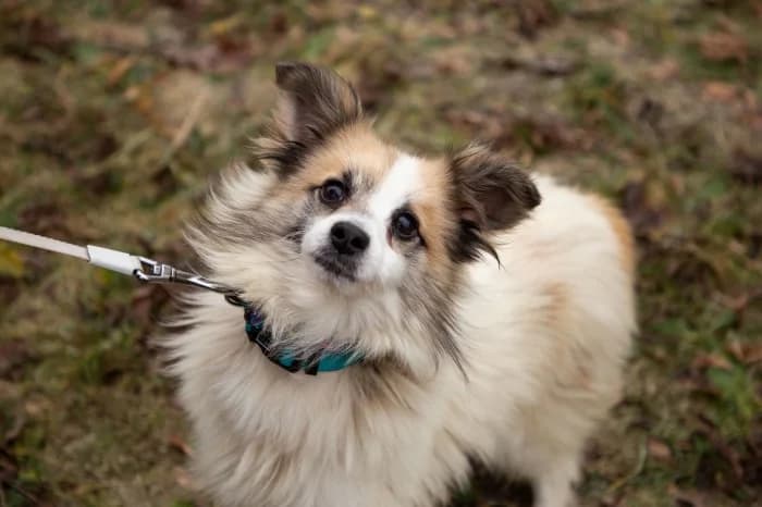 Jiozikas,  Mixed Breed for adoption at Beglobis — photo 4 of 6