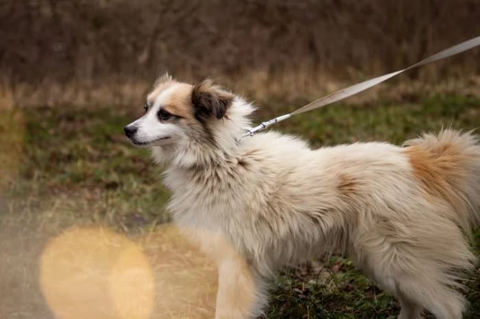 Jiozikas,  Mixed Breed for adoption at Beglobis — photo 5 of 6