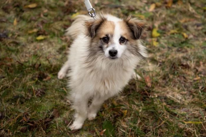 Jiozikas,  Mixed Breed for adoption at Beglobis — photo 6 of 6