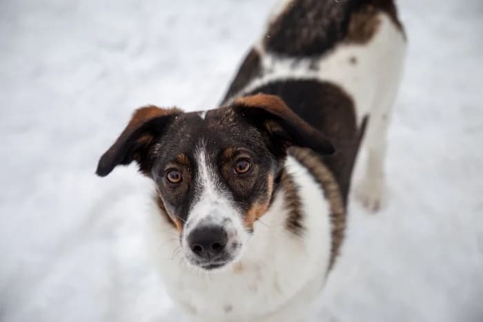 Pepa, female young Mixed Breed for adoption at Beglobis