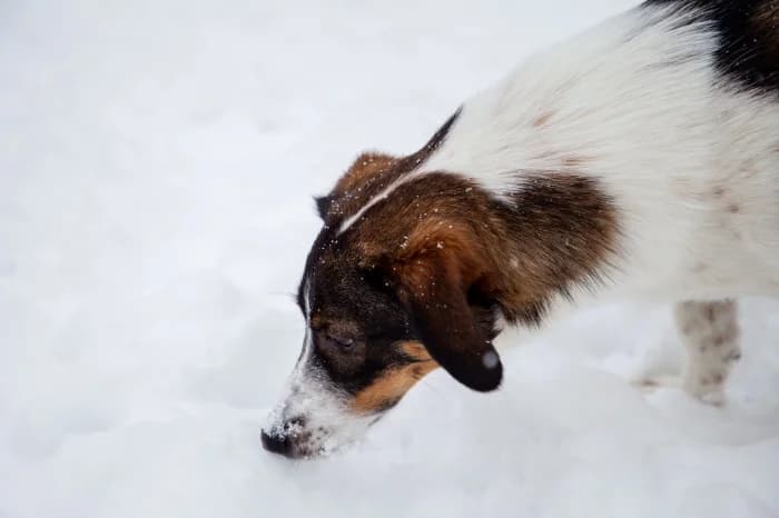 Pepa, female Mixed Breed for adoption at Beglobis — photo 2 of 3