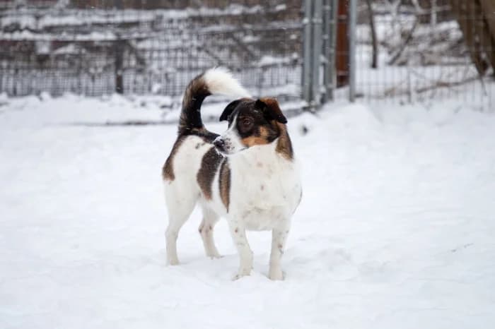 Pepa, female Mixed Breed for adoption at Beglobis — photo 3 of 3