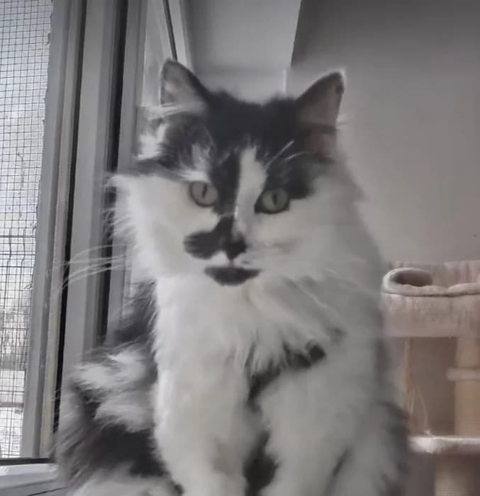 Drugelis, young Mixed Breed for adoption at Beglobis