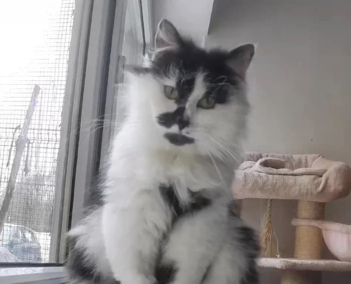 Drugelis,  Mixed Breed for adoption at Beglobis — photo 2 of 3