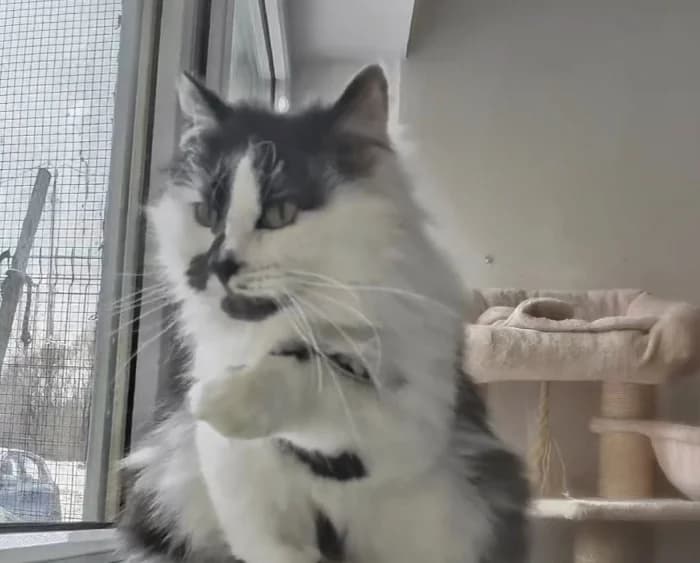 Drugelis,  Mixed Breed for adoption at Beglobis — photo 3 of 3