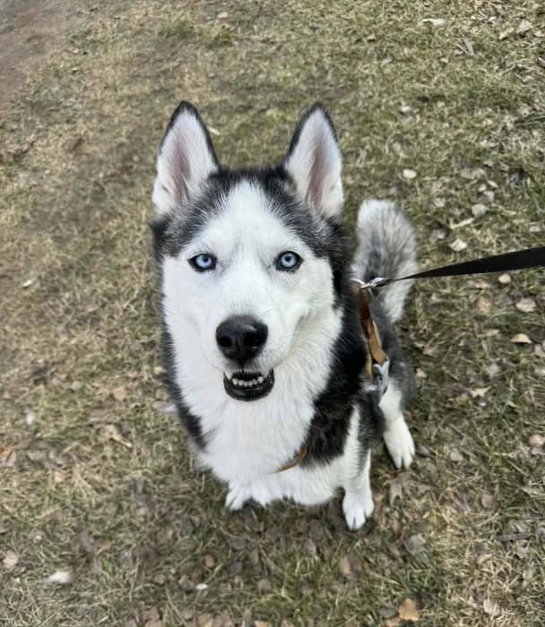 Berta, female 4yo Mixed Breed for adoption at Beglobis