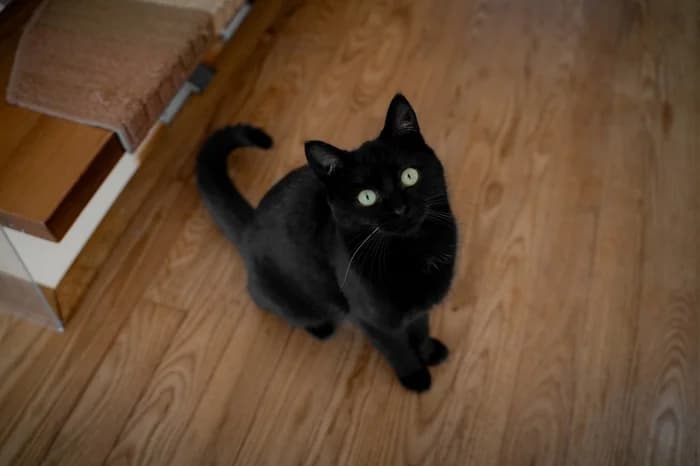 Eli, female Mixed Breed for adoption at Beglobis