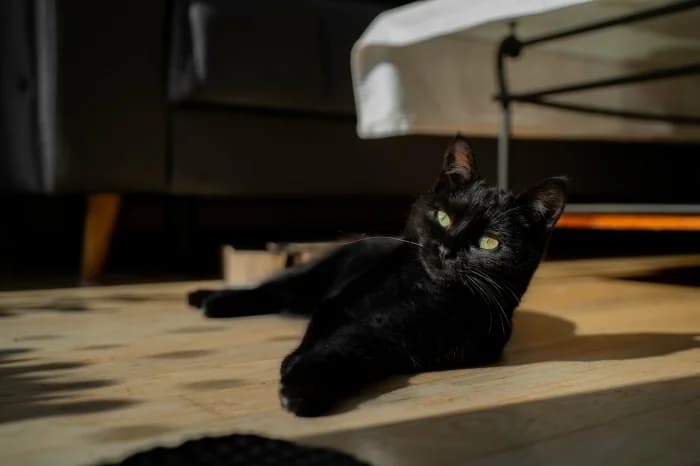 Eli, female Mixed Breed for adoption at Beglobis — photo 2 of 3