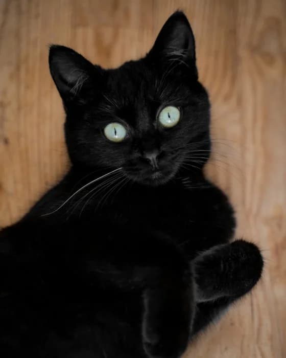 Eli, female Mixed Breed for adoption at Beglobis — photo 3 of 3