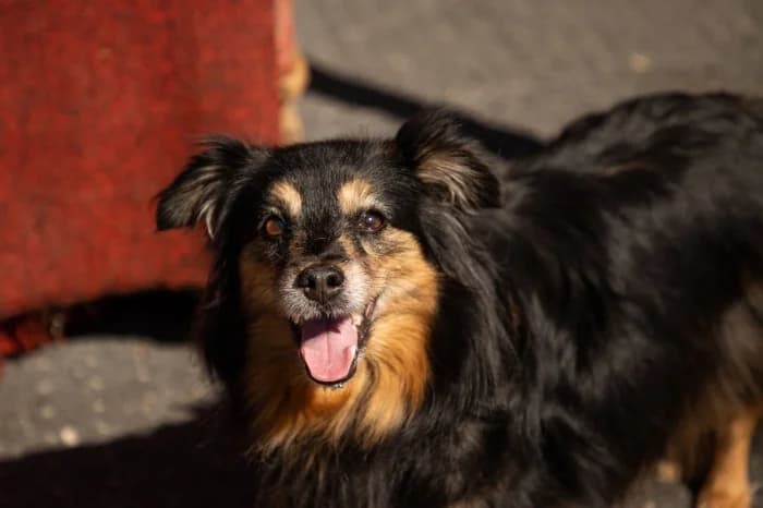 Ninja, female 6yo Mixed Breed for adoption at Beglobis