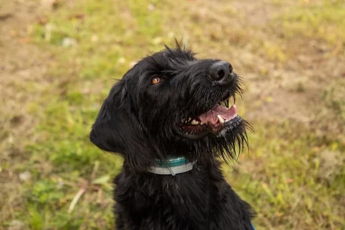 Rigis, young Mixed Breed for adoption at Beglobis
