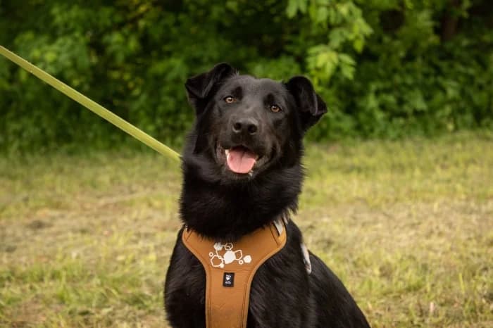 Riga, female Mixed Breed for adoption at Beglobis