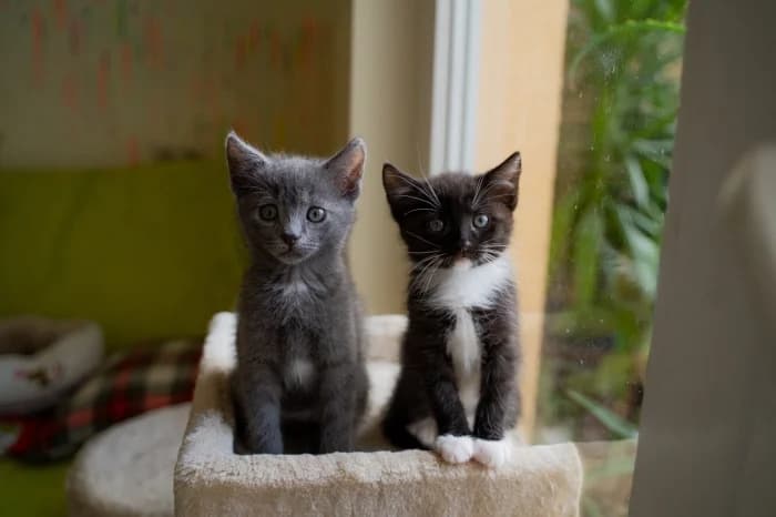 Oreo ir Dumis,  Mixed Breed for adoption at Beglobis