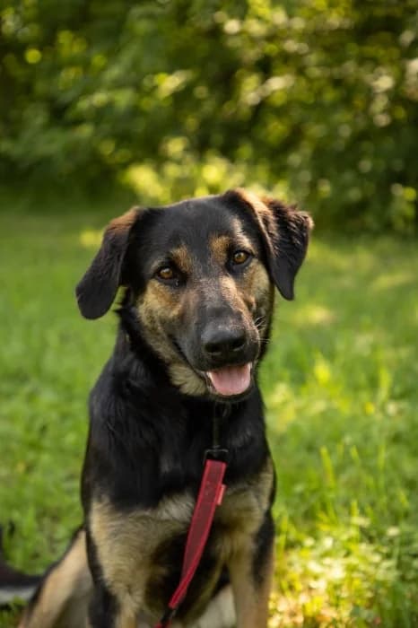 Nubi, female 5yo Mixed Breed for adoption at Beglobis