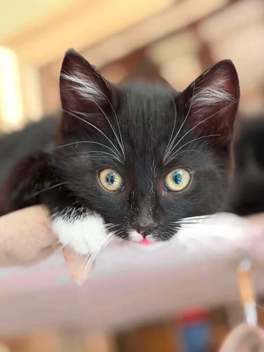 Misakis,  Mixed Breed for adoption at Beglobis