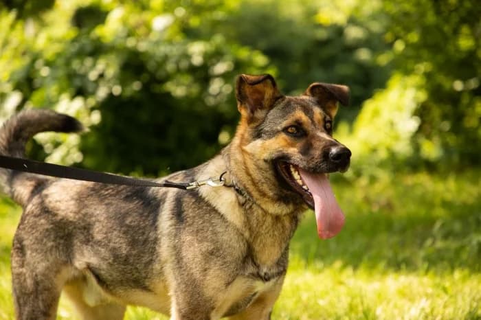 Džoy,  5yo Mixed Breed for adoption at Beglobis