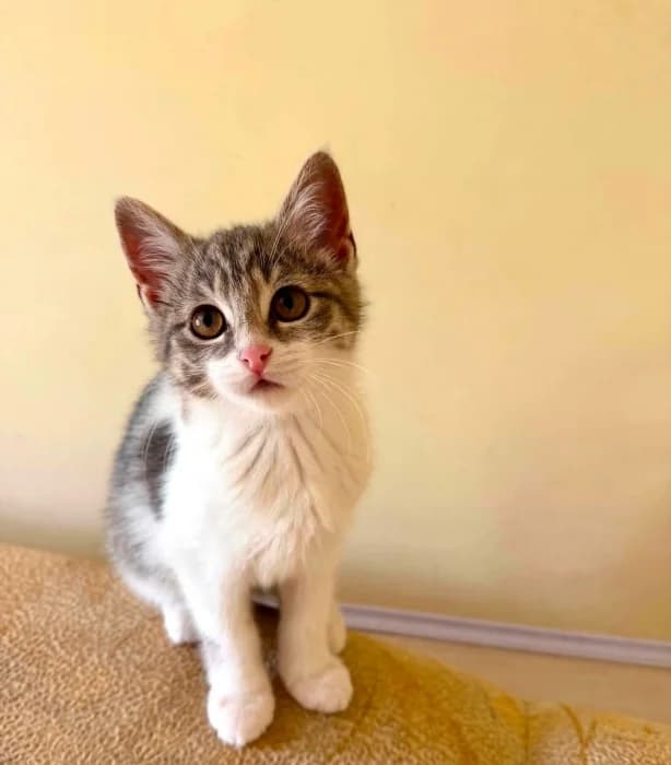 Roziukė, Mixed Breed (Beglobis)