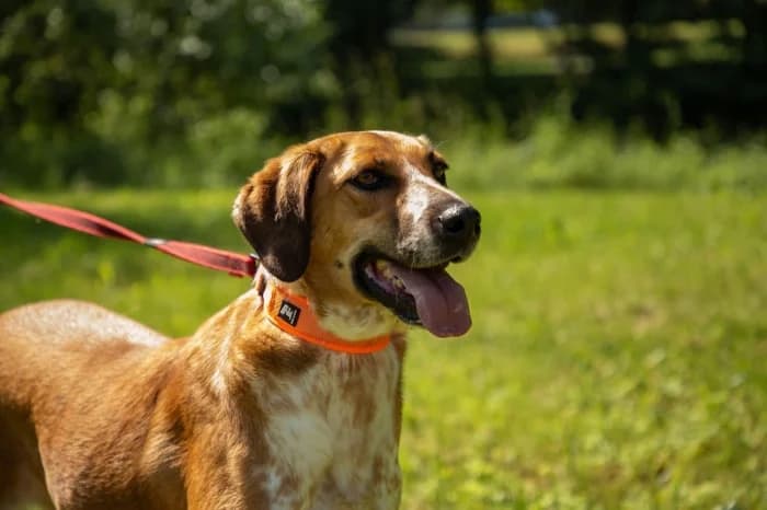 Lusy, female young Mixed Breed for adoption at Beglobis