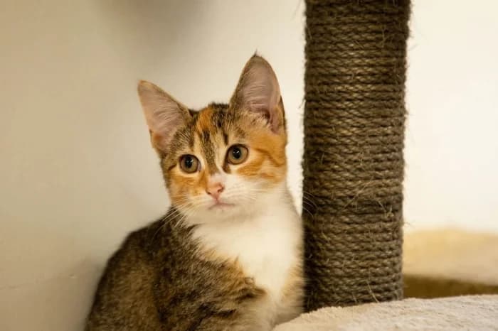 Žavi, female Mixed Breed for adoption at Beglobis