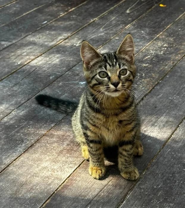 Sakis,  Mixed Breed for adoption at Beglobis