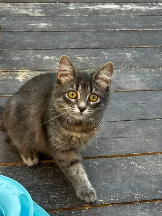 Estrela, Mixed Breed (Beglobis)