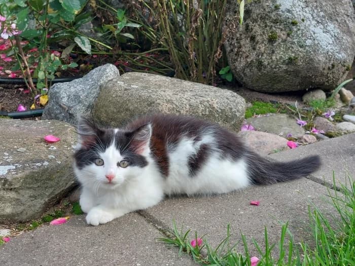 Aura, female Mixed Breed for adoption at Beglobis