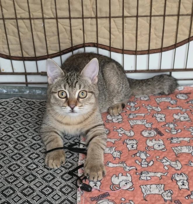 Sera, female Mixed Breed for adoption at Beglobis