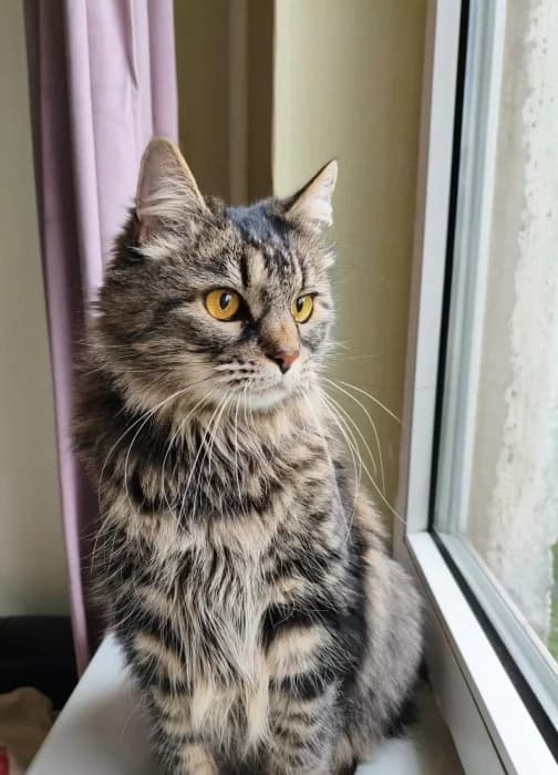 Suzi, female 4yo Mixed Breed for adoption at Beglobis