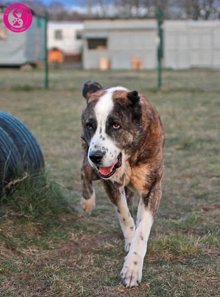 Azas, male senior Mixed Breed for adoption at Būk mano draugas